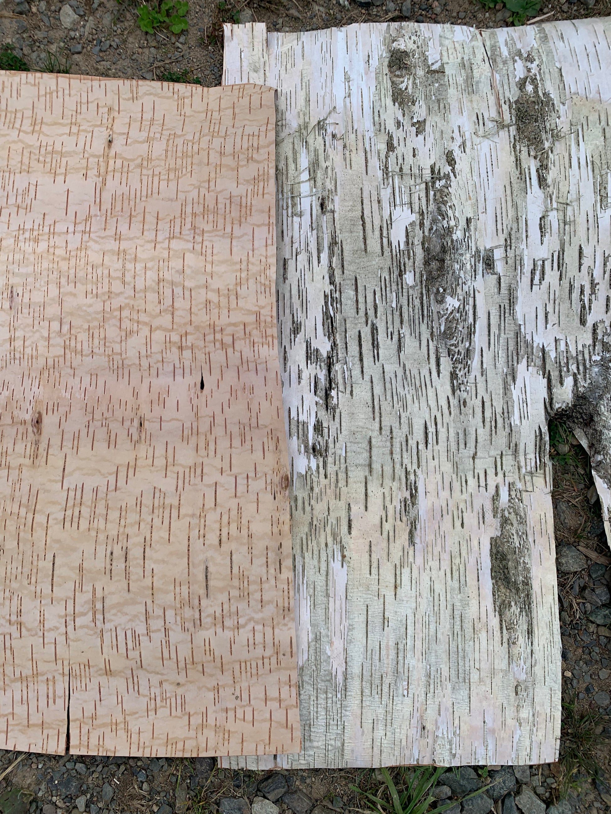 Close-up of textured birch bark, showcasing its natural white and cream colors with distinctive horizontal lines and layers, emphasizing the beauty of nature.