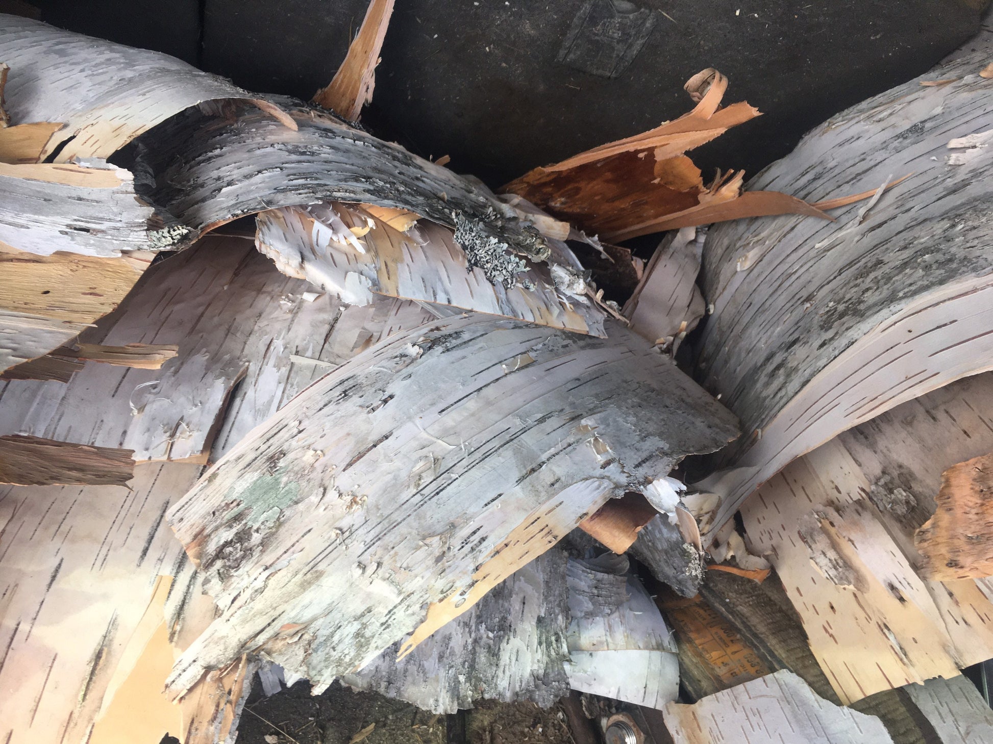 Close-up of textured birch bark, showcasing its natural white and cream colors with distinctive horizontal lines and layers, emphasizing the beauty of nature.