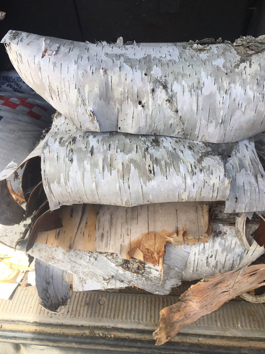 Close-up of textured birch bark, showcasing its natural white and cream colors with distinctive horizontal lines and layers, emphasizing the beauty of nature.