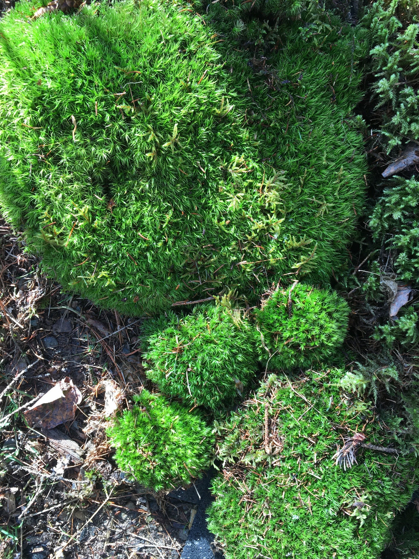 Terrarium moss, mixed moss & lichen, terrarium supplies, organic moss, lichen, vivarium supplies, moss art, moss decor, wall decor