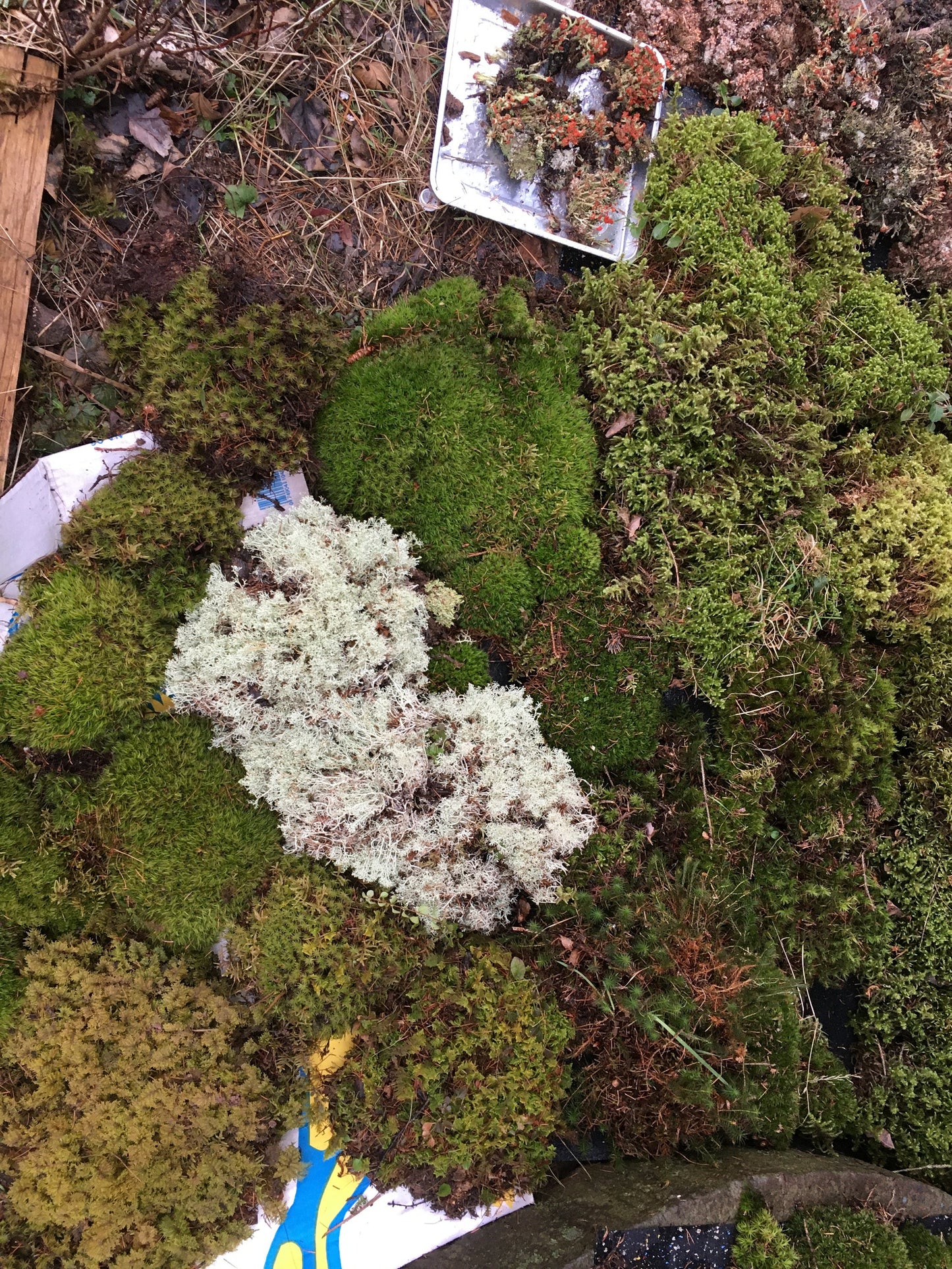 Terrarium moss, fresh moss, lichen, DIY terrarium, organic, sustainably harvested, mixed moss pack, terrarium supplies