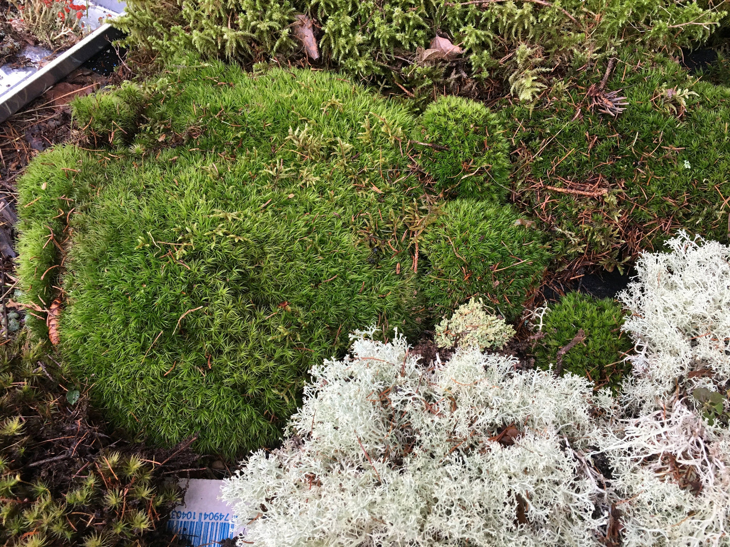 Terrarium moss, fresh moss, lichen, DIY terrarium, organic, sustainably harvested, mixed moss pack, terrarium supplies