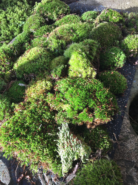 Terrarium moss, fresh moss, lichen, DIY terrarium, organic, sustainably harvested, mixed moss pack, terrarium supplies