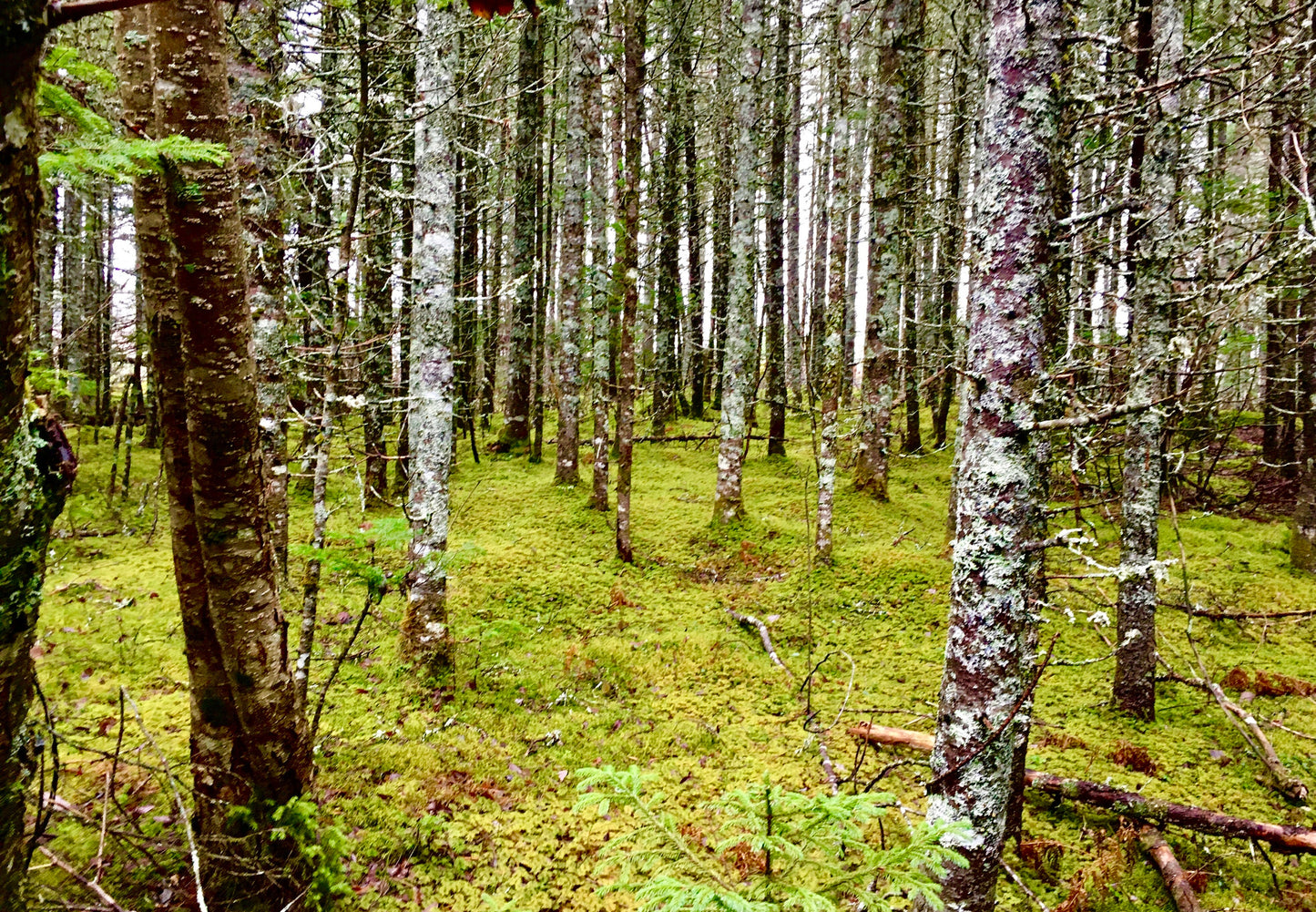 Terrarium moss, fresh moss, lichen, DIY terrarium, organic, sustainably harvested, mixed moss pack, terrarium supplies