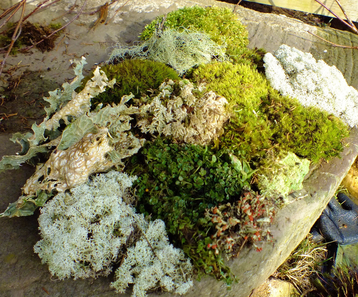 mixed moss & lichen, great variety pack, perfect for diy terrarium, habitat moss, bring nature into your home, fresh, organic moss