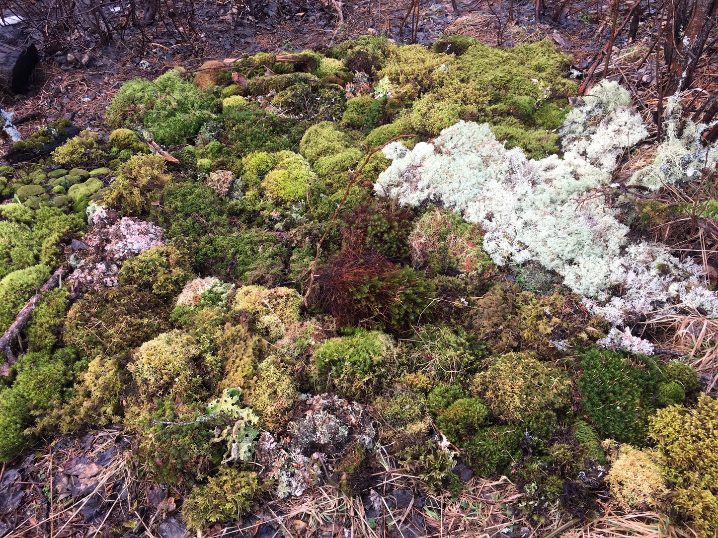 Terrarium moss, fresh moss, lichen, DIY terrarium, organic, sustainably harvested, mixed moss pack, terrarium supplies