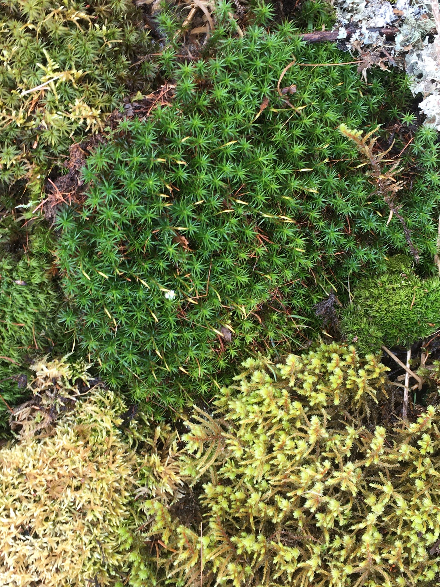 Great selection of fresh moss & lichen to create your terrarium, cushion moss, mood moss, reindeer lichen, and more!