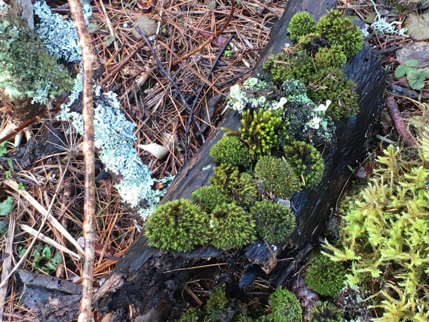 Terrarium moss, DIY terrarium, fresh moss, moss garden, fairy garden, cushion moss, zen garden, lichen, reindeer moss, gift for gardener