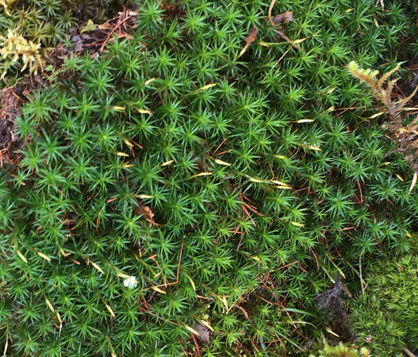 Terrarium moss, DIY terrarium, fresh moss, moss garden, fairy garden, cushion moss, zen garden, lichen, reindeer moss, gift for gardener