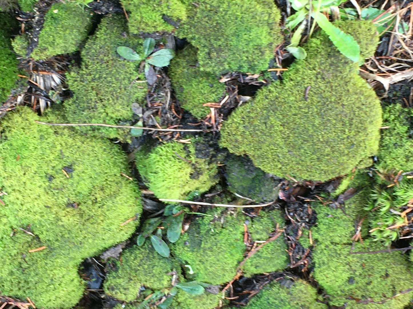 Terrarium moss, Live moss and lichen for your terrarium creation.  Fresh, organic mix of moss and lichen