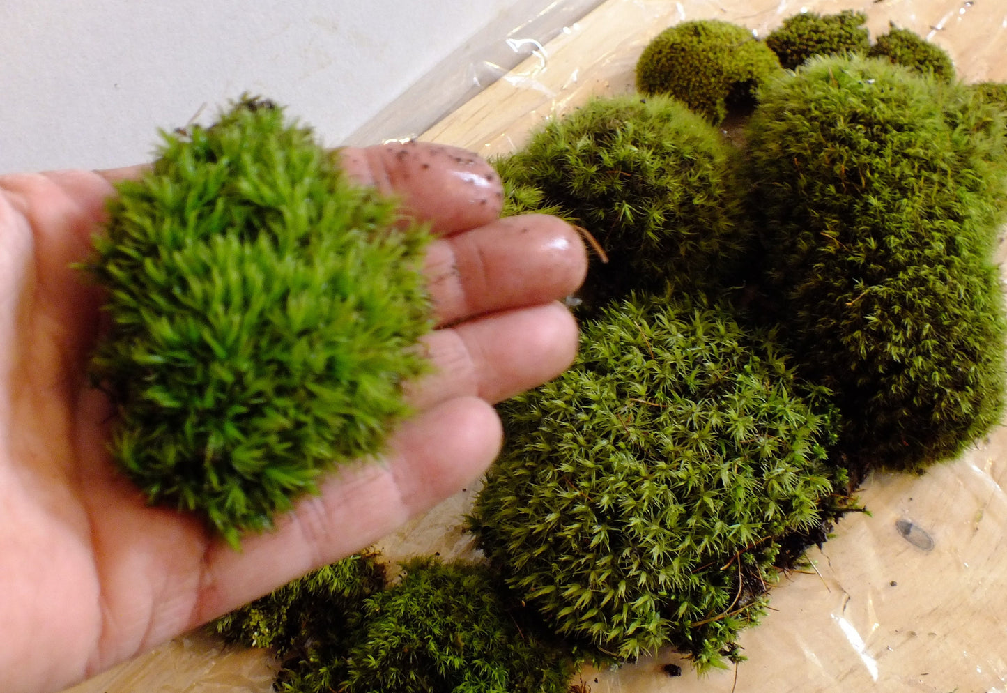 Great selection of fresh moss & lichen to create your terrarium, cushion moss, mood moss, reindeer lichen, and more!