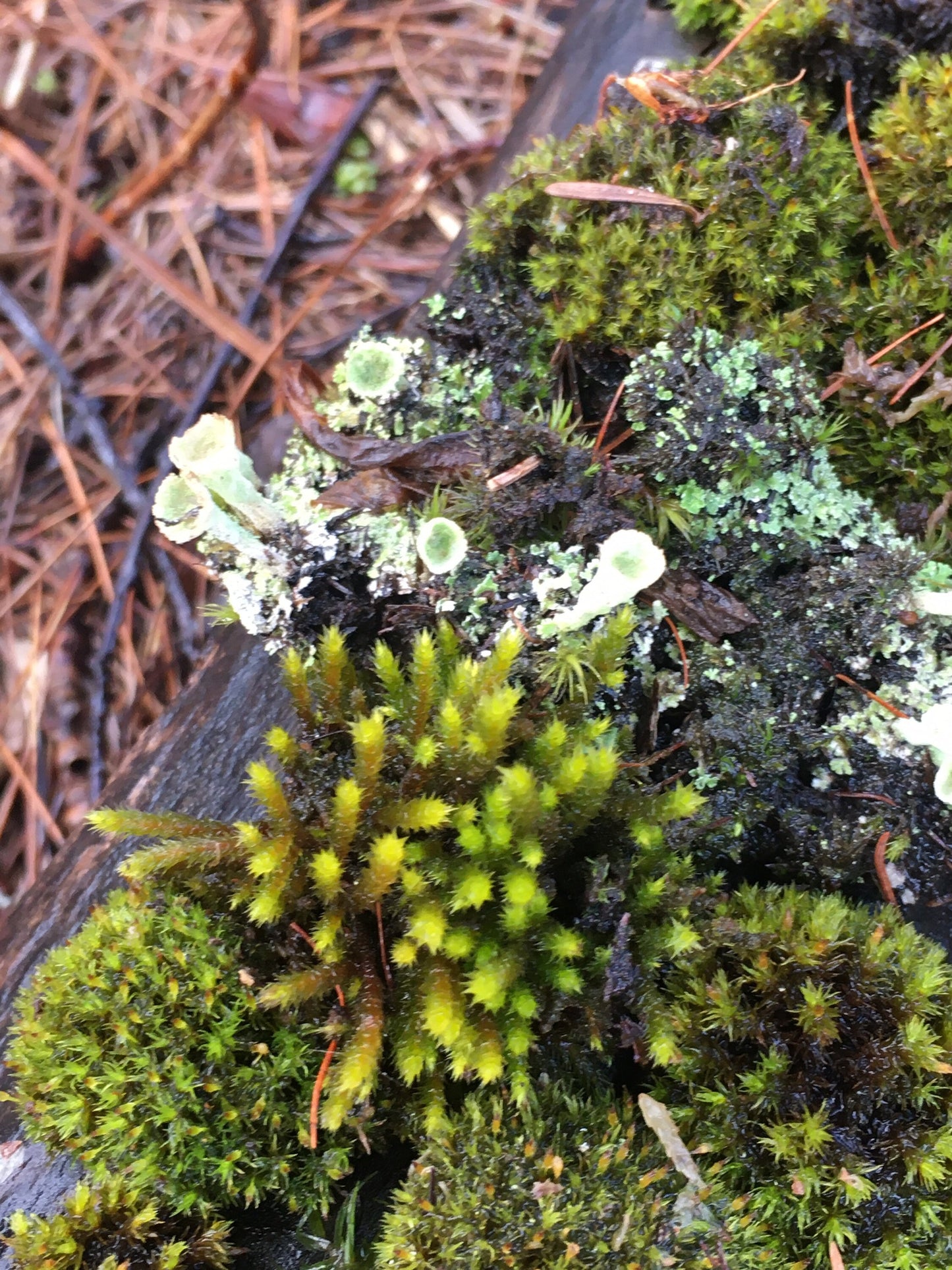 Live Moss and Lichen, great variety for terrariums!