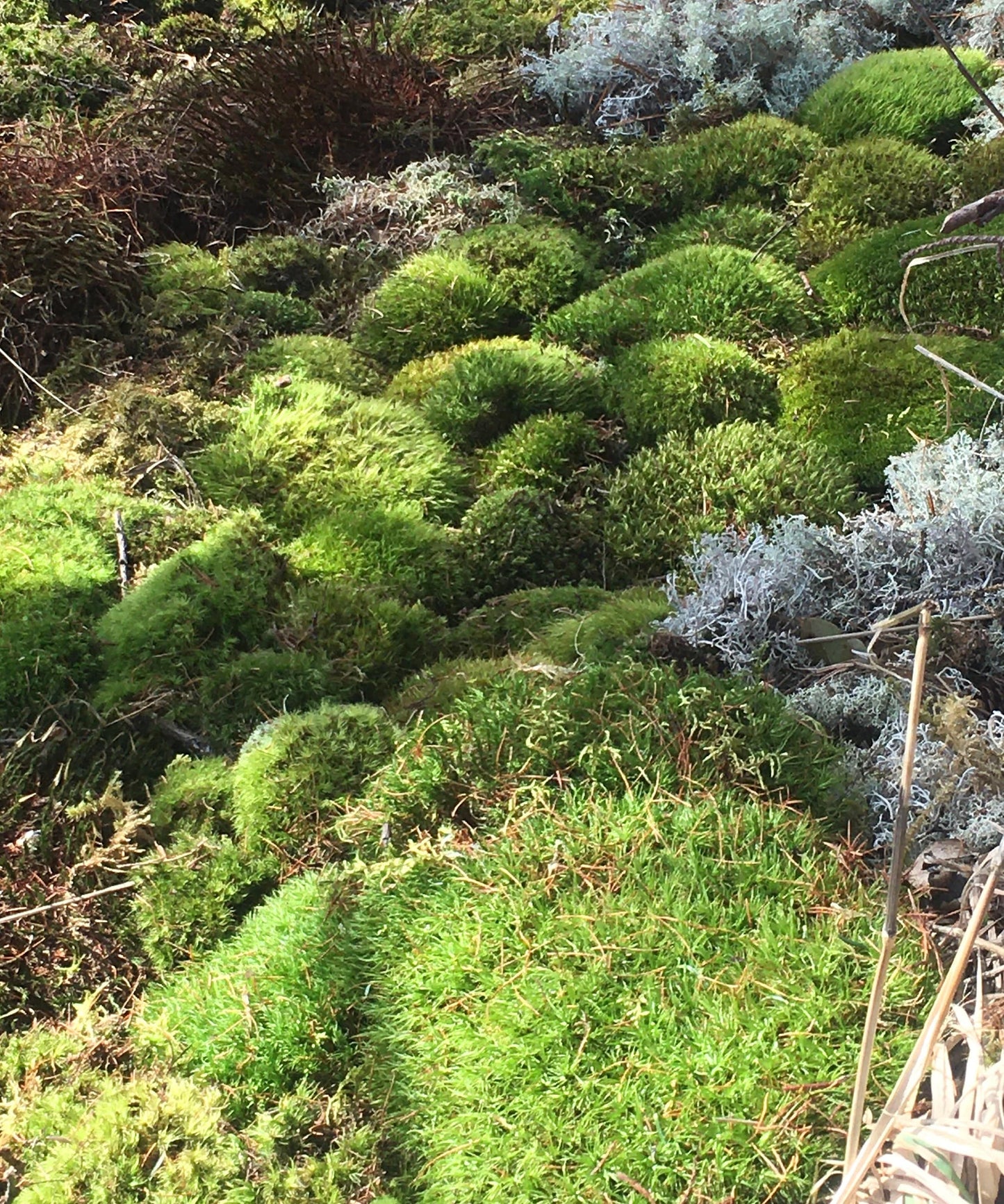 Live Moss and Lichen, great variety for terrariums!