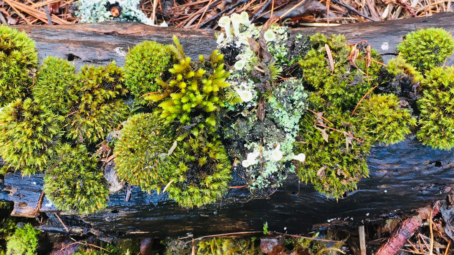 Live Moss and Lichen, great variety for terrariums!