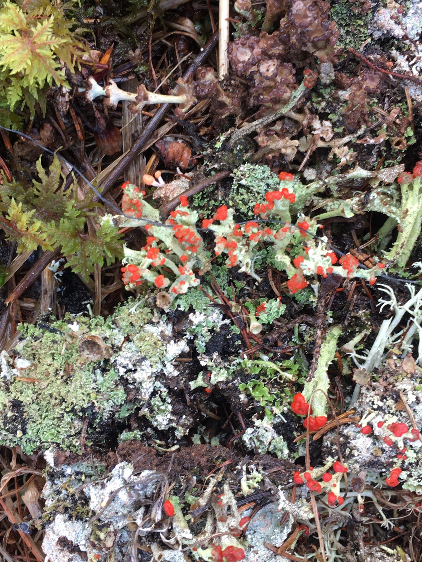 Live Moss and Lichen, great variety for terrariums!