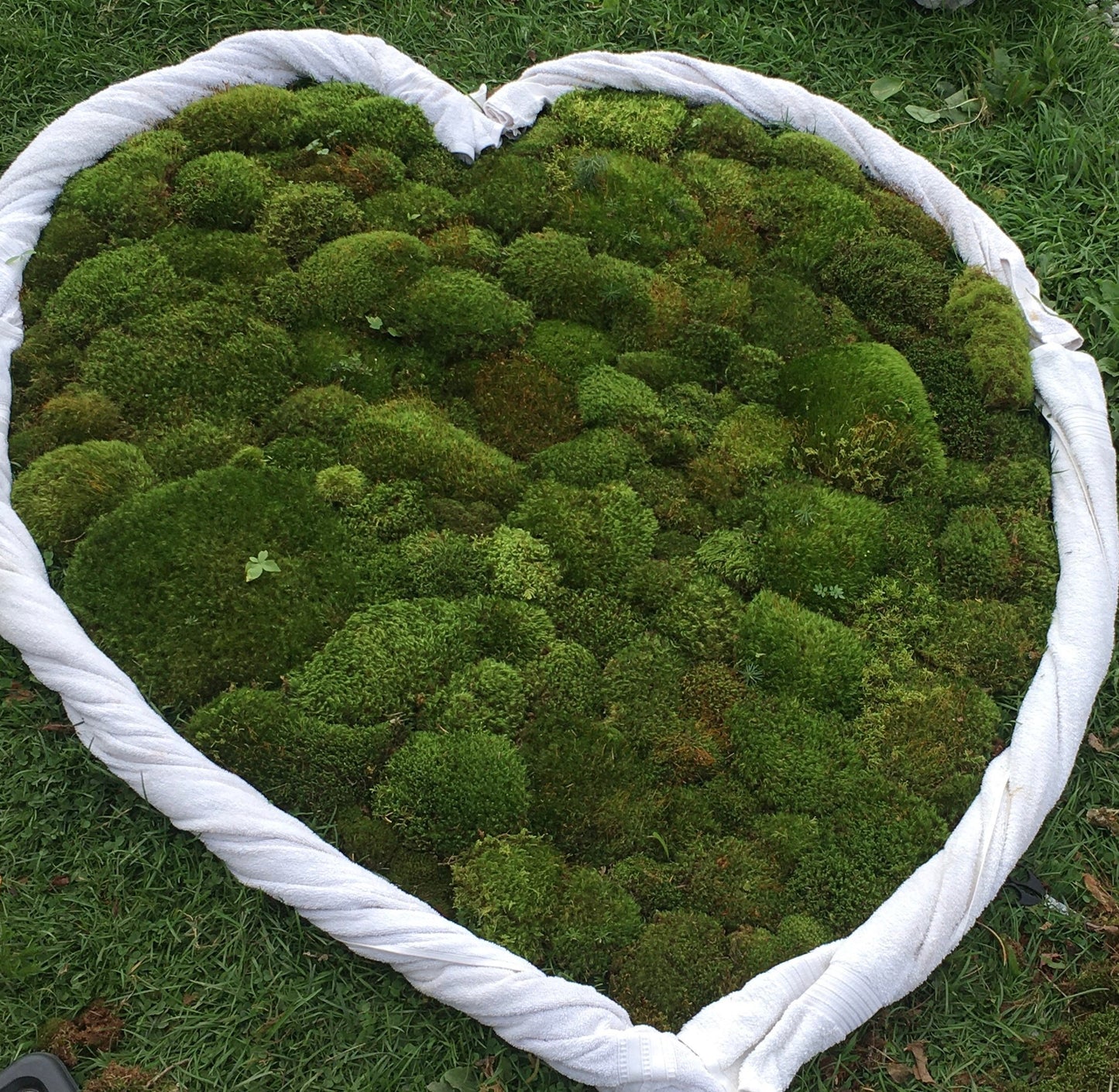 Fresh cushion moss for terrariums, mood moss, broom moss, sustainably collected. Terrarium supplies.