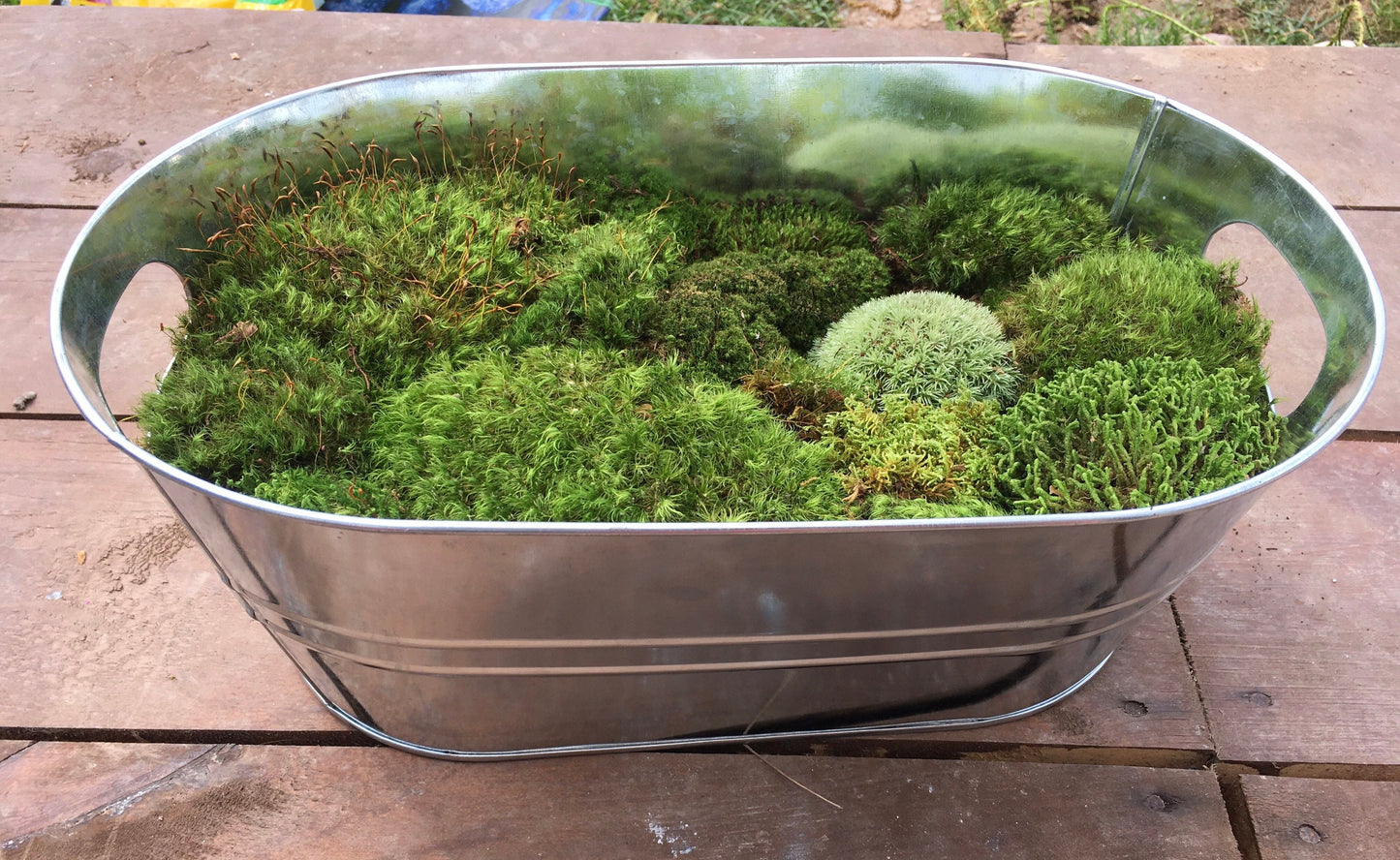 Fresh cushion moss for terrariums, mood moss, broom moss, sustainably collected. Terrarium supplies.