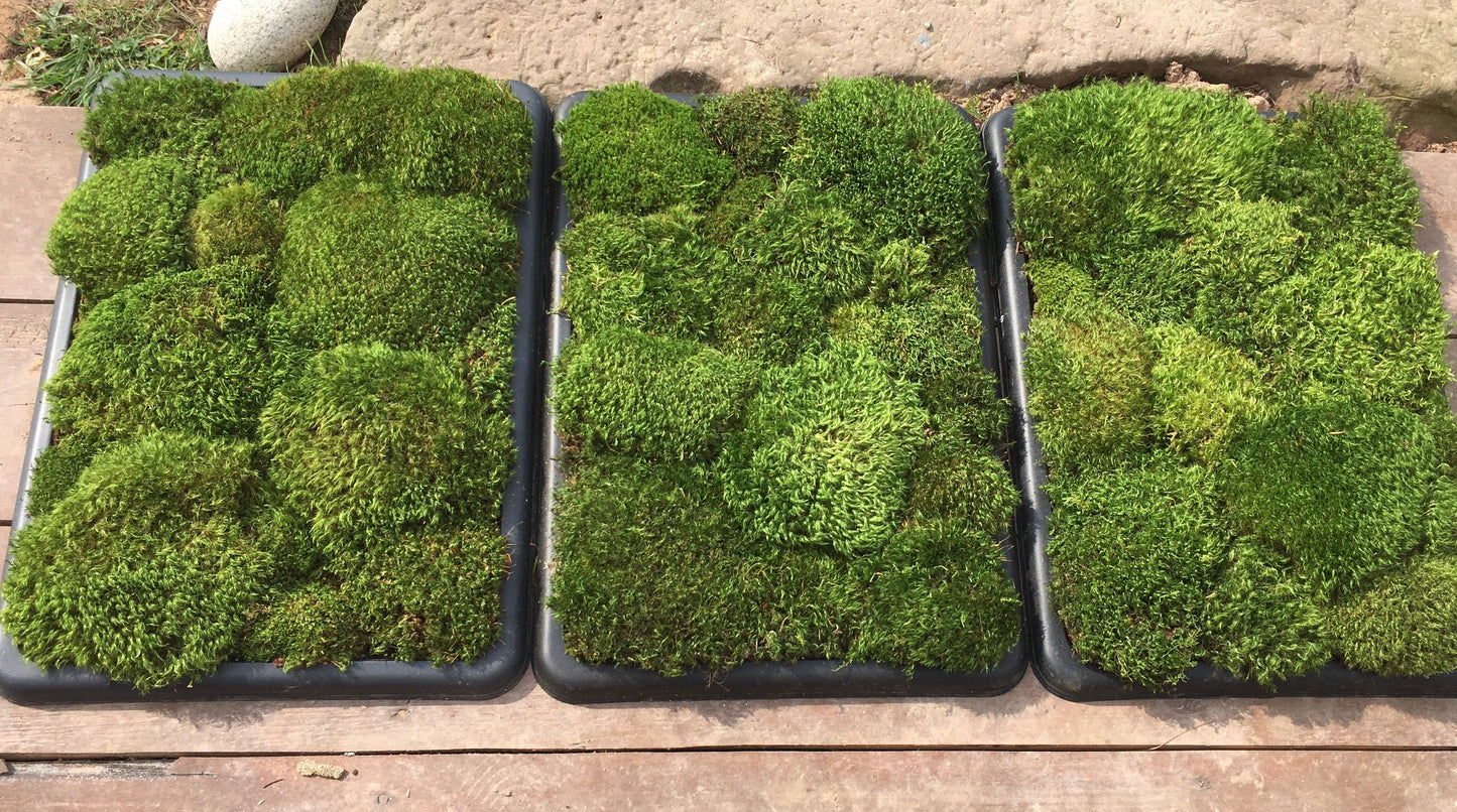 Fresh cushion moss for terrariums, mood moss, broom moss, sustainably collected. Terrarium supplies.