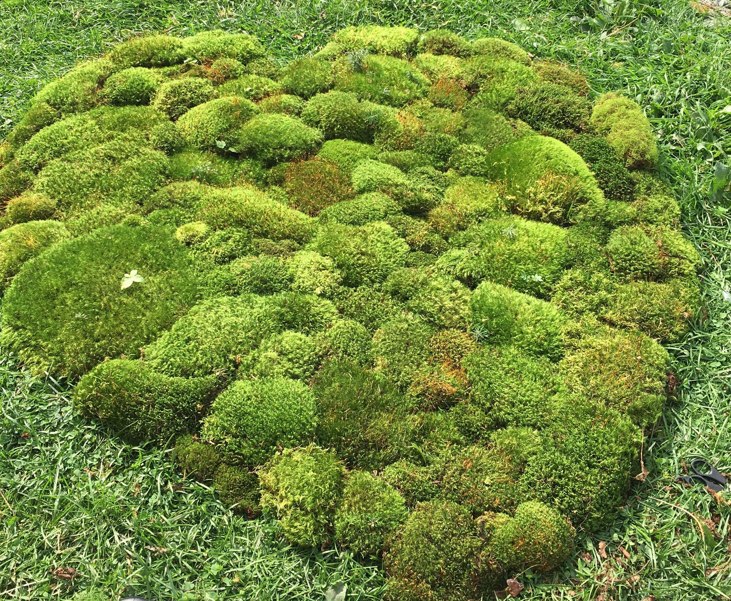 Fresh cushion moss for terrariums, mood moss, broom moss, sustainably collected. Terrarium supplies.