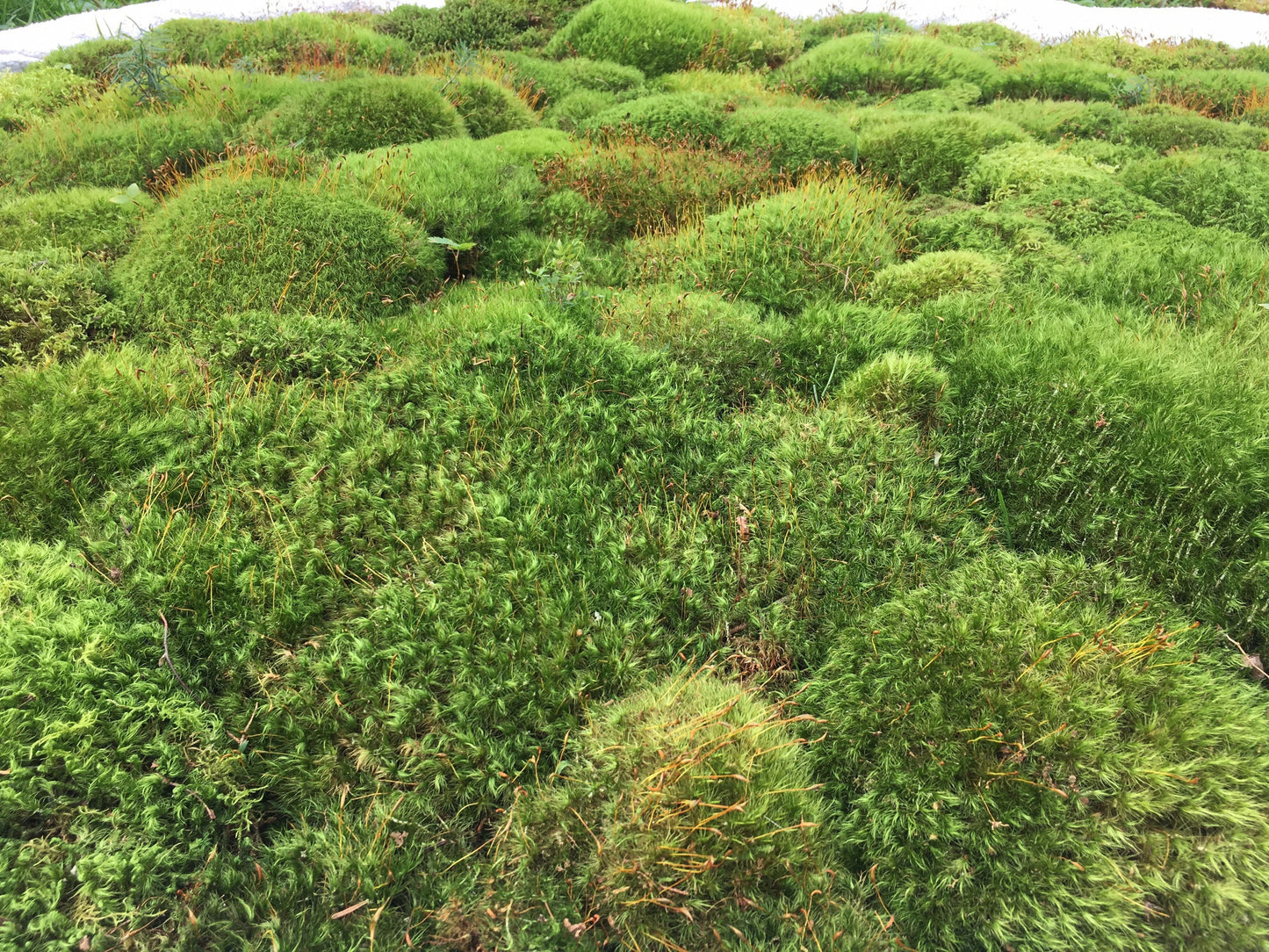 Fresh cushion moss for terrariums, mood moss, broom moss, sustainably collected. Terrarium supplies.