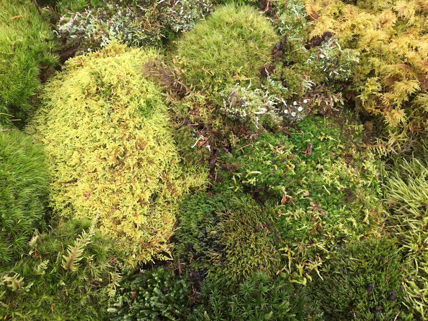 mixed moss & lichen, great variety pack, perfect for diy terrarium, habitat moss, bring nature into your home, fresh, organic moss