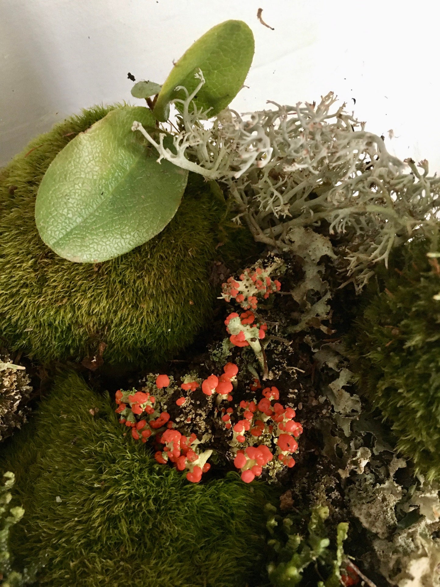 mixed moss & lichen, great variety pack, perfect for diy terrarium, habitat moss, bring nature into your home, fresh, organic moss