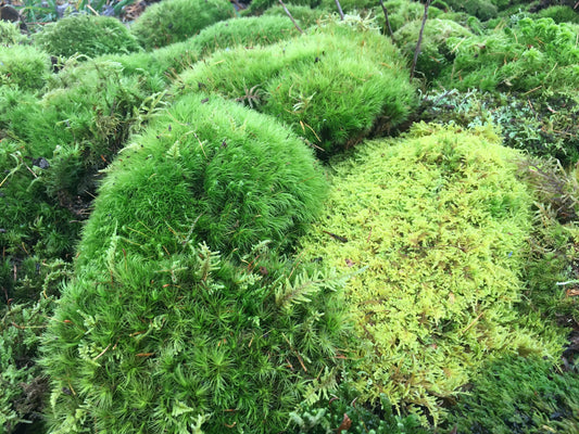 mixed moss & lichen, great variety pack, perfect for diy terrarium, habitat moss, bring nature into your home, fresh, organic moss