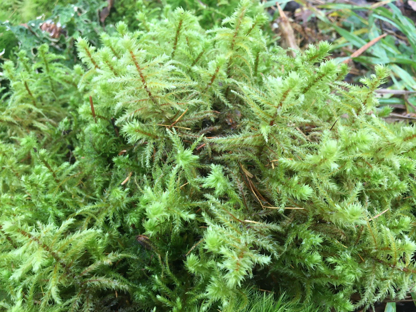 mixed moss & lichen, great variety pack, perfect for diy terrarium, habitat moss, bring nature into your home, fresh, organic moss