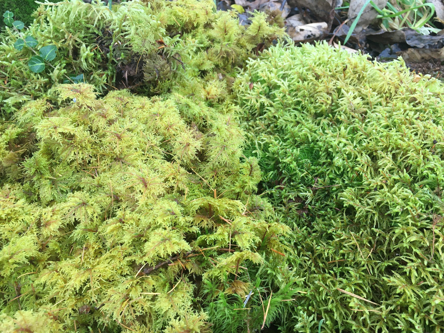 Looking to create your own terrarium?  this selection of fresh moss and lichen will give you an excellent variety of organic, fresh moss.