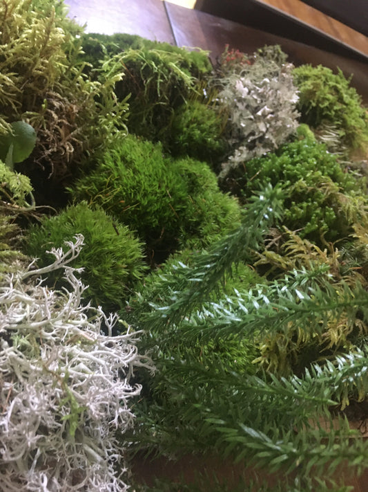 Great selection of fresh moss & lichen to create your terrarium, cushion moss, mood moss, reindeer lichen, and more!