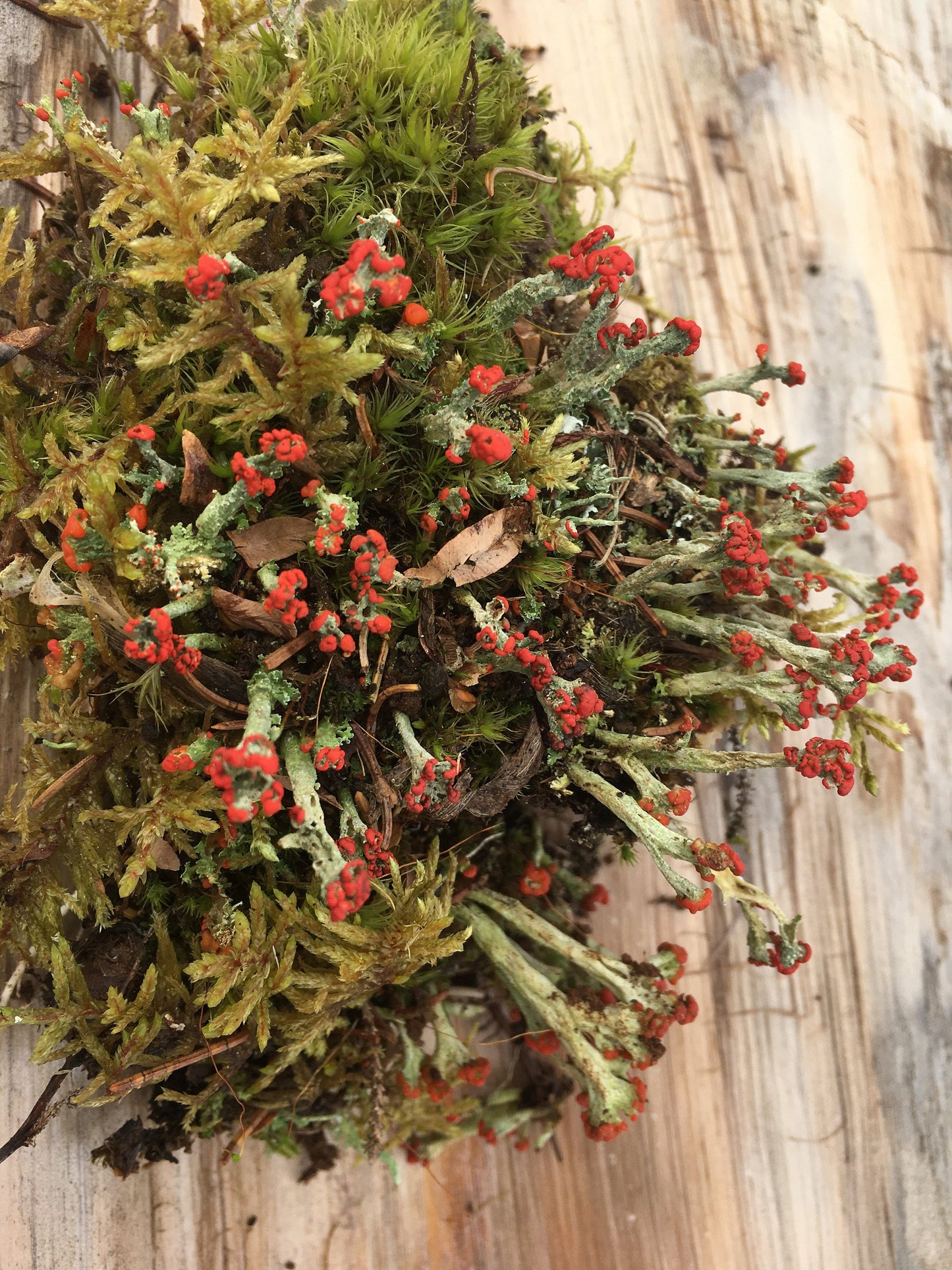 Terrarium moss, Live moss and lichen for your terrarium creation.  Fresh, organic mix of moss and lichen