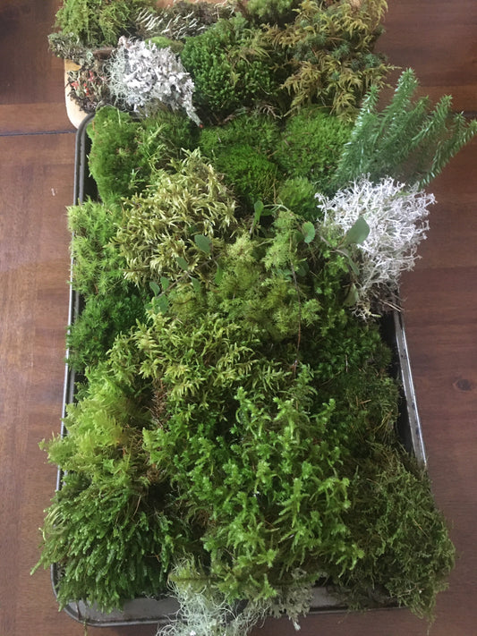 Terrarium moss, Live moss and lichen for your terrarium creation.  Fresh, organic mix of moss and lichen