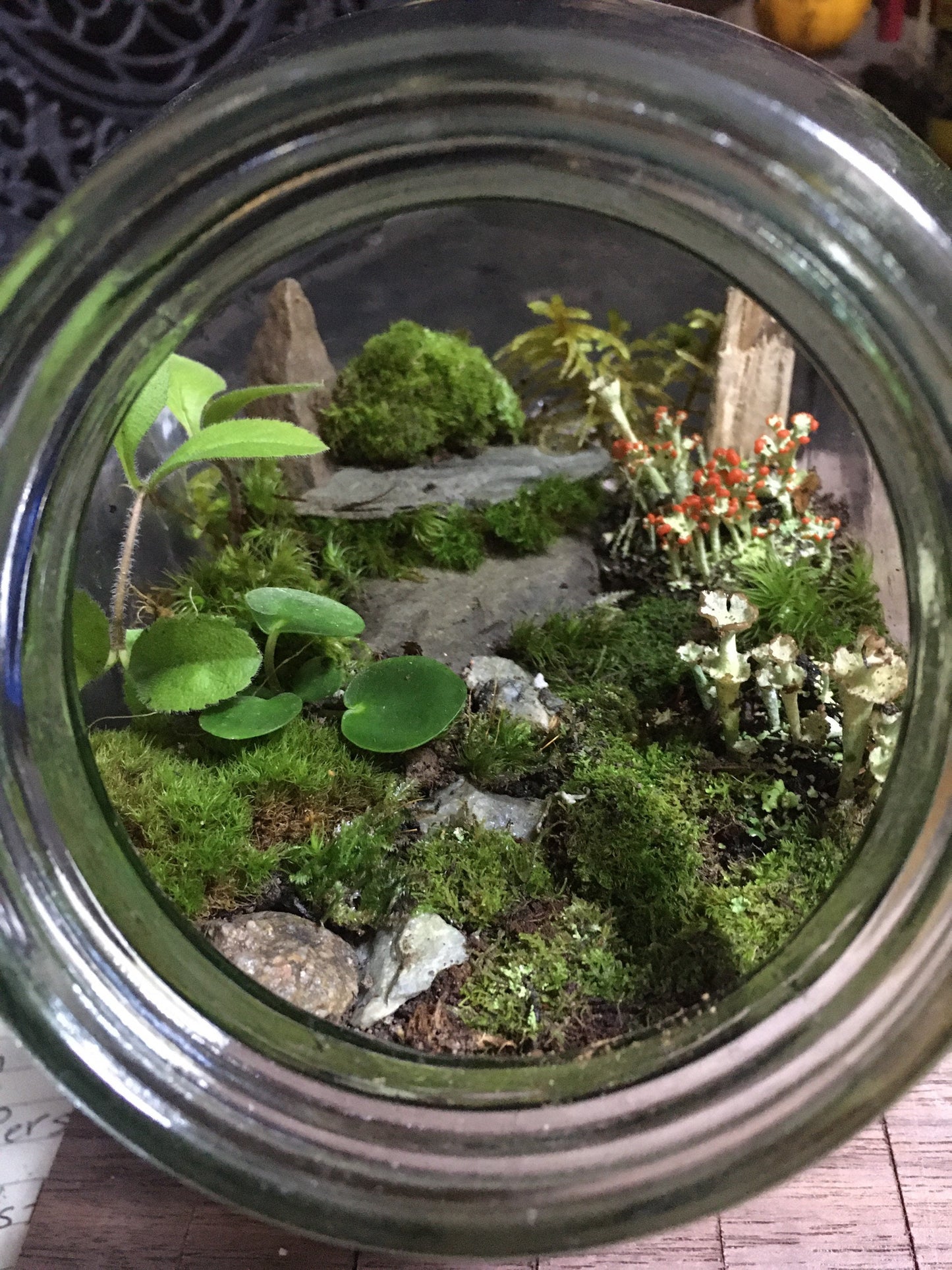 live moss terrarium, terrarium kit, diy terrarium kit, terrarium supplies,variety of moss, container not included